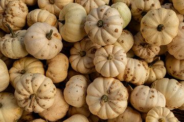 close-up of a pile of white warty pumpkins arranged together 