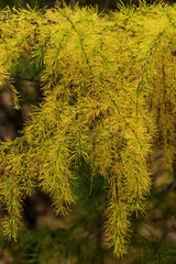yellow larch branch in autumn forest
