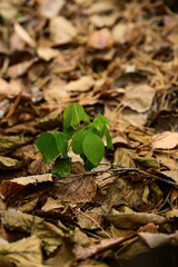 green sprout growing from dry leaves in the autumn forest