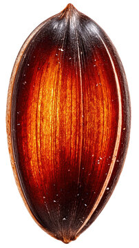 Detailed macro photograph of a single glossy seed with a wood grain texture.
