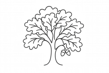 Oak tree line art drawing with acorns, simple nature outline icon, vector style, transparent background