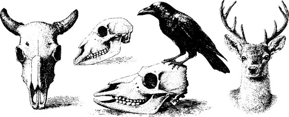 Fototapeta premium Artistic skull collection featuring bull, raven, cat, and deer in vintage halftone style for design