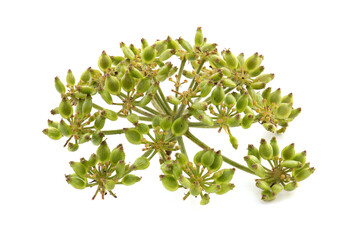 Anethum graveolens or dill branch fruits isolated on white  background.