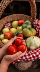 Freshly picked tomatoes in a basket