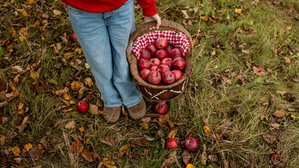 Person holding a basket of fresh red apples in an orchard