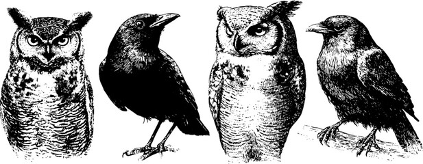 Fototapeta premium Intricate illustrations of owl and raven with feathers and wings
