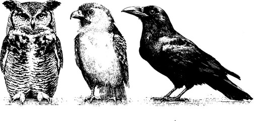 Fototapeta premium Detailed etched illustrations of owl, raven, and feathered wings for design and decor
