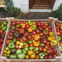 Overhead view of of fresh heirloom tomatoes at a farmer’s market in France