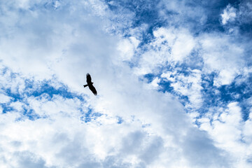 Silhouette of a Bird Soaring in the Bright Blue Sky