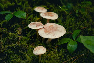 Cluster of wild mushrooms growing amongst lush green moss