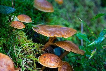 Close-up of forest floor with group of mushrooms