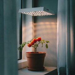 Homegrown tomato cherry under phyto lamp on windowsill at home, making up for lack of real daylight and sunlight. LED grow lamp for supplementary lighting of indoor plant in winter season in apartment