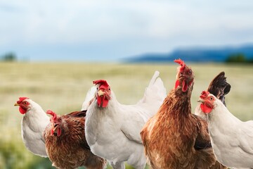Nature, big chicken farm field with countryside