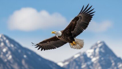 Obraz premium Bald eagle in flight with a mountain landscape.