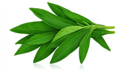 Obraz premium Vibrant Green Leaves on White Background