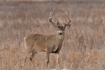 deer in the wild, white tailed deer,  autumn in the forest, Autumn foliage in Canada, Calgary,...