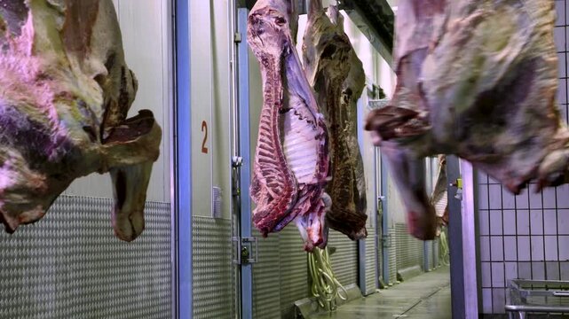 meat processing facility, carcass slaughter, for packaging and further processing, factory inside large abattoir