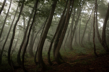 morning in the forest