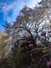 cherry blossom tree