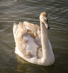 mute swan cygnus olor