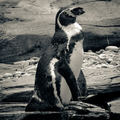 penguin on the rocks