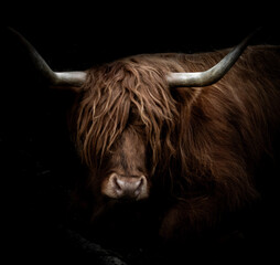 scottish highland cow
