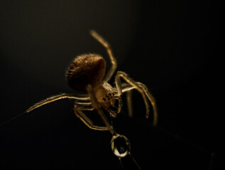 spider on a web