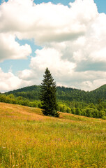 summer landscape in the mountains
