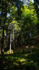 footpath in the woods