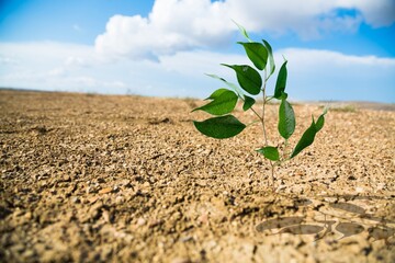 Large desert with cracked dry soil and green plant