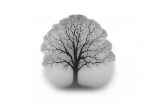 Bare tree branches in winter fog, monochrome silhouette, transparent background mystic nature concept - Powered by Adobe