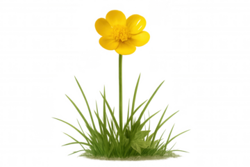 Yellow buttercup flower growing in green grass on a transparent background, symbolizing nature, spring, and vitality
