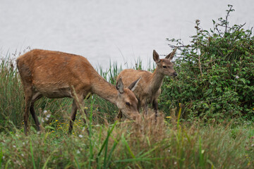 Red Deer Hind and Fawn Grazing at the Water's Edge