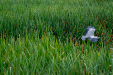 Grey Heron Gliding Across a Dense, Lush Green Reed Bed