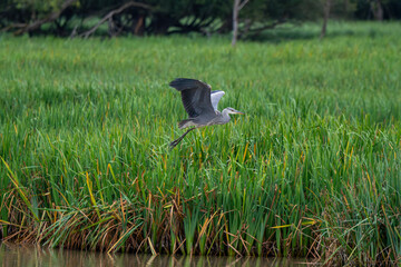 Grey Heron Taking Flight Over Lush Marshland Reeds