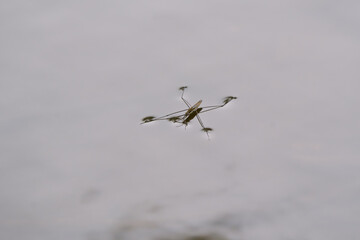 Water Strider Utilizing Surface Tension on Still Water