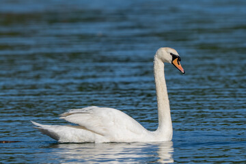 Mute Swan Gliding Gracefully on Deep Blue Water