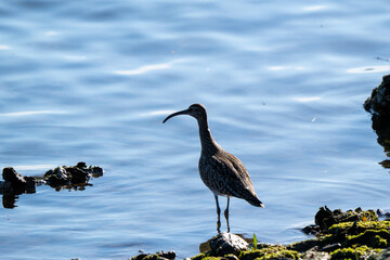 Curlew or Whimbrel Standing at the Edge of Bright Blue Water
