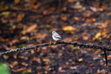 Small Flycatcher Perched on a Lichen Branch with Autumnal Background