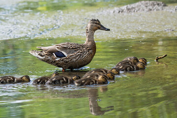 Female Mallard with Brood of Ducklings in Shallow Water
