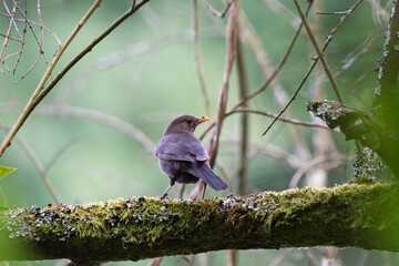 Female Blackbird Perched on a Mossy Branch, Looking Back
