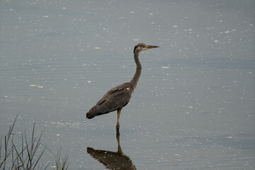 Grey Heron Standing Vigilantly in Shallow Water with Reflection