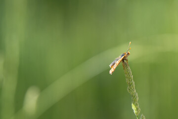 Small Skipper Butterfly Perched on a Grass Seed Head in a Green Meadow