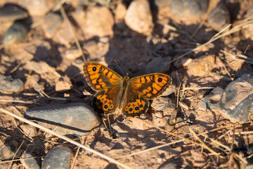 Wall Brown Butterfly with Open Wings on Dry Rocky Ground