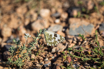 White Butterfly with Mottled Green Camouflage on Dry Rocky Ground
