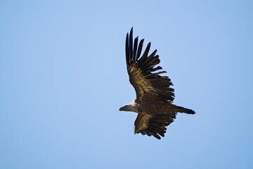 Majestic Griffon Vulture Soaring High Against a Clear Blue Sky