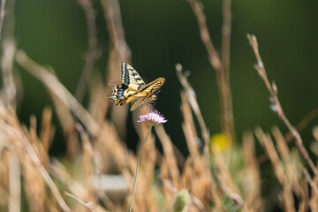 Elegant Swallowtail Butterfly Nectaring on a Pink Flower in a Dry Meadow