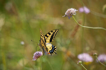 Elegant Swallowtail Butterfly with Partially Open Wings on a Pink Wild Flower