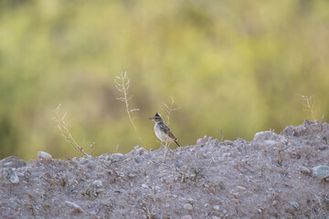 Crested Lark Standing Alert on a Dry Earth Mound in Arid Landscape