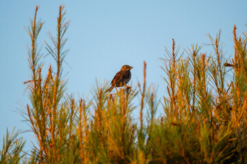 Corn Bunting Perched on a Golden Pine Tip Against the Blue Sky at Sunset